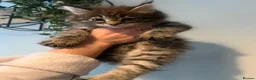 Maine Coon cats for sale: Maine Coon Mackerel Tabby Boy Left  - Advert 5