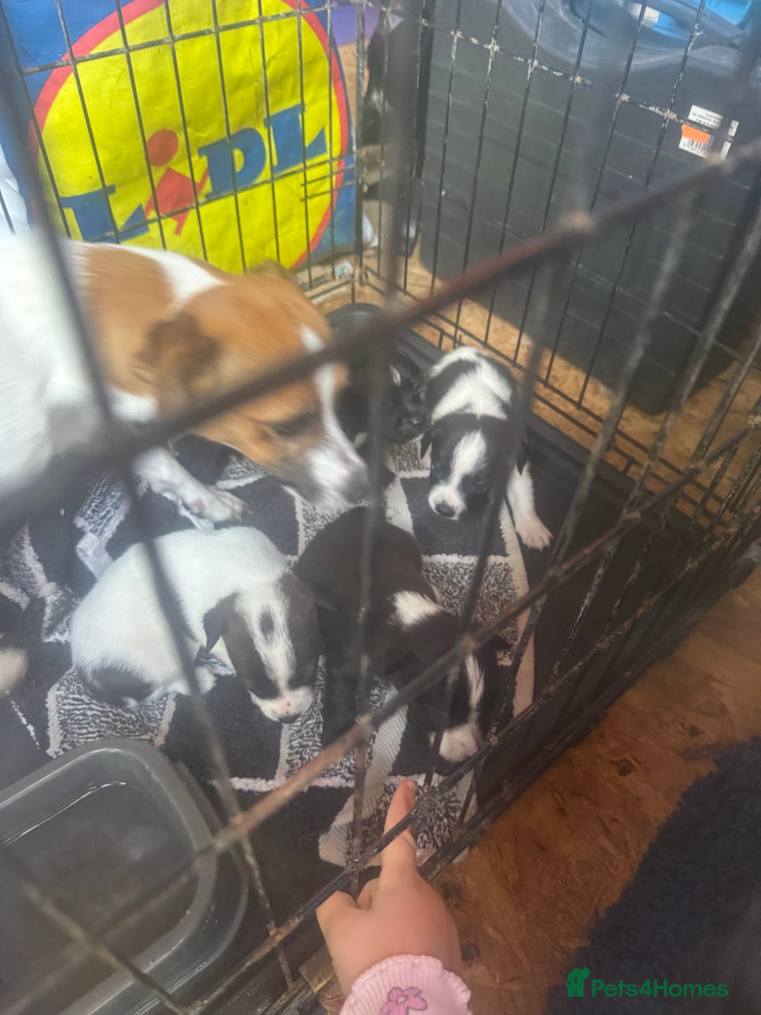 Mixed Breed dogs for sale: Jackahuahua - Image 8