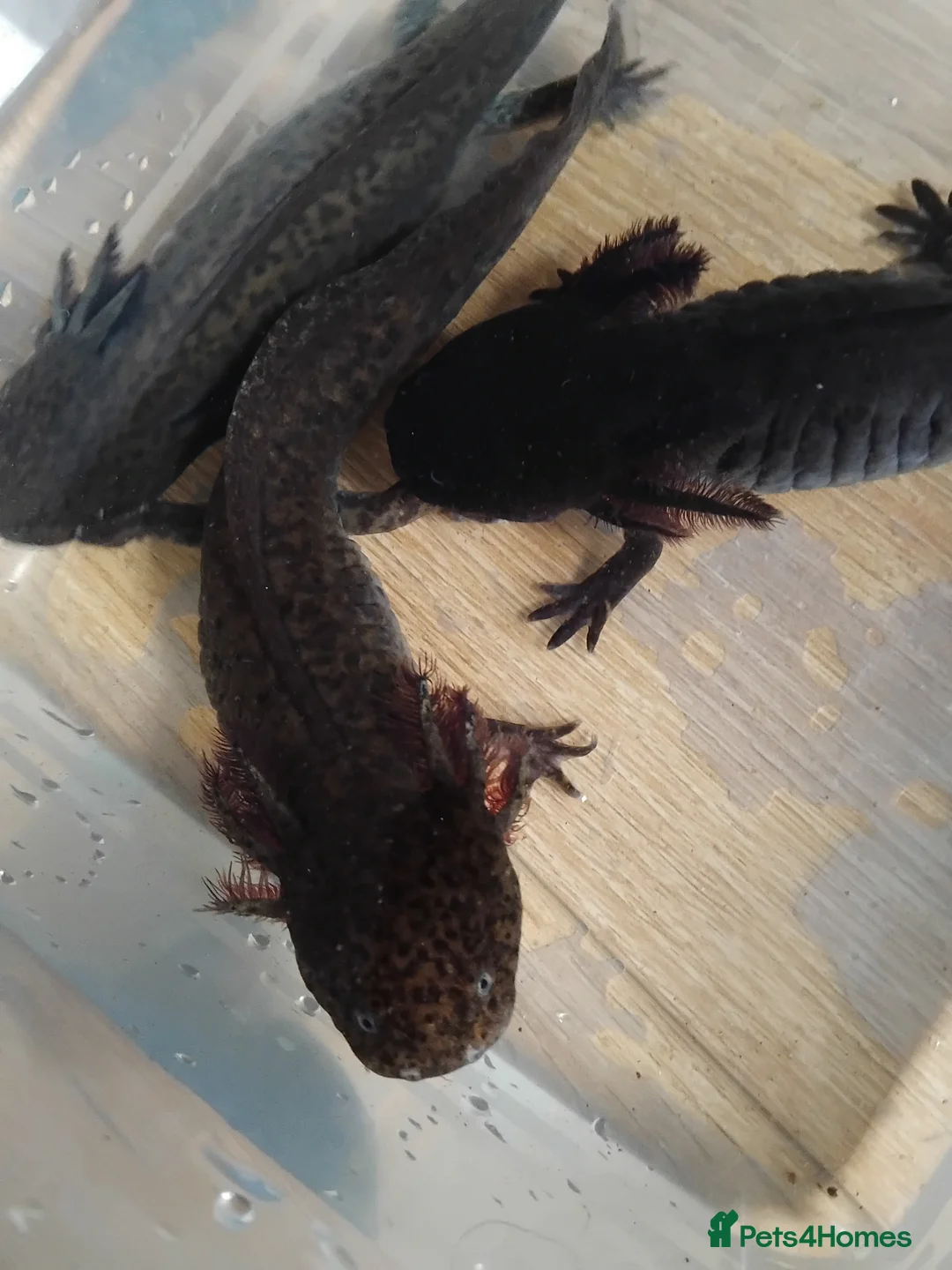 Axolotl reptiles for sale: Female Axolotls 11 mnths old - Advert 2