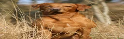 Labrador Retriever dogs for sale: Working Labrador Puppies in Warwick - Advert 6