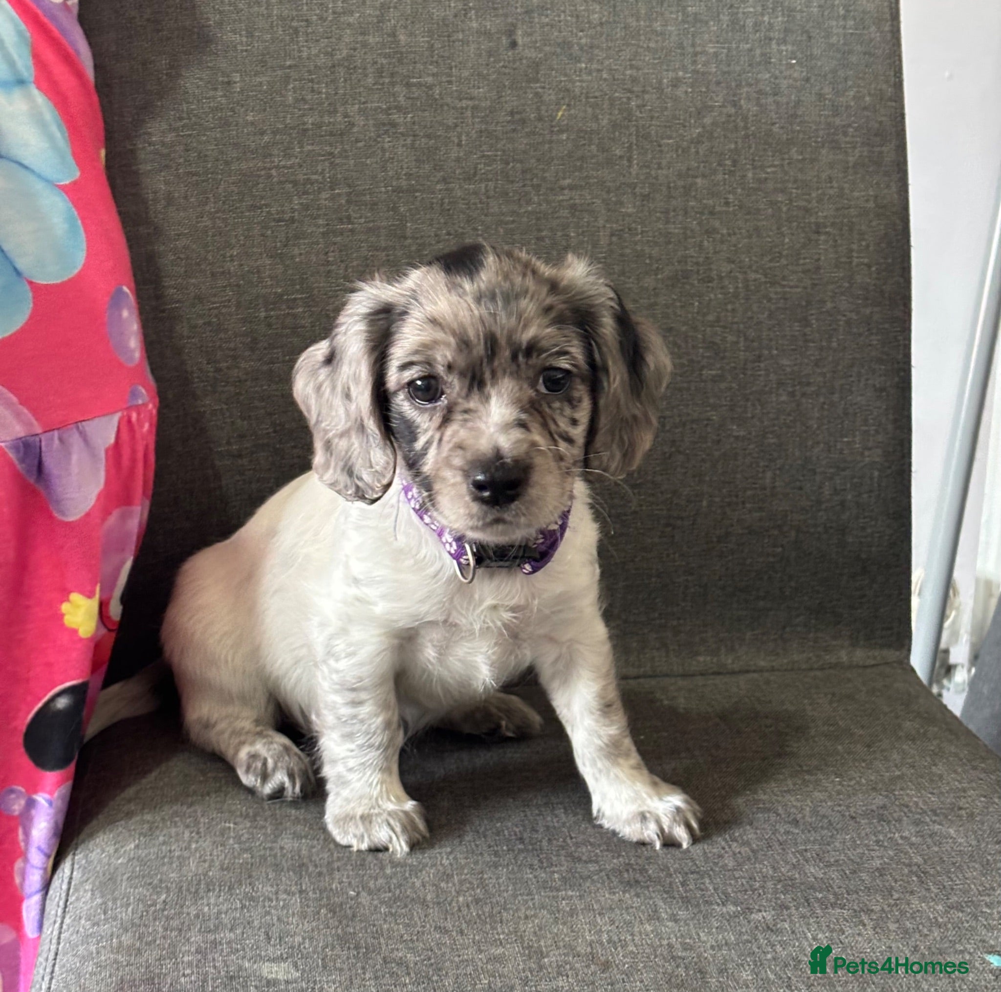 Mixed Breed dogs Ready now ❤️ 2 girl left ❤️  - Advert 2
