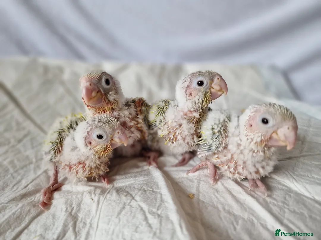 Conures birds for sale: Adorable fully hand reared baby conures!!  - Advert 2