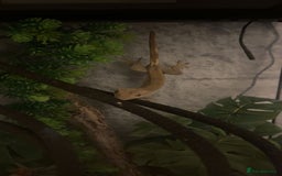 Gecko reptiles for sale: Crested gecko with enclosure  - Image 6