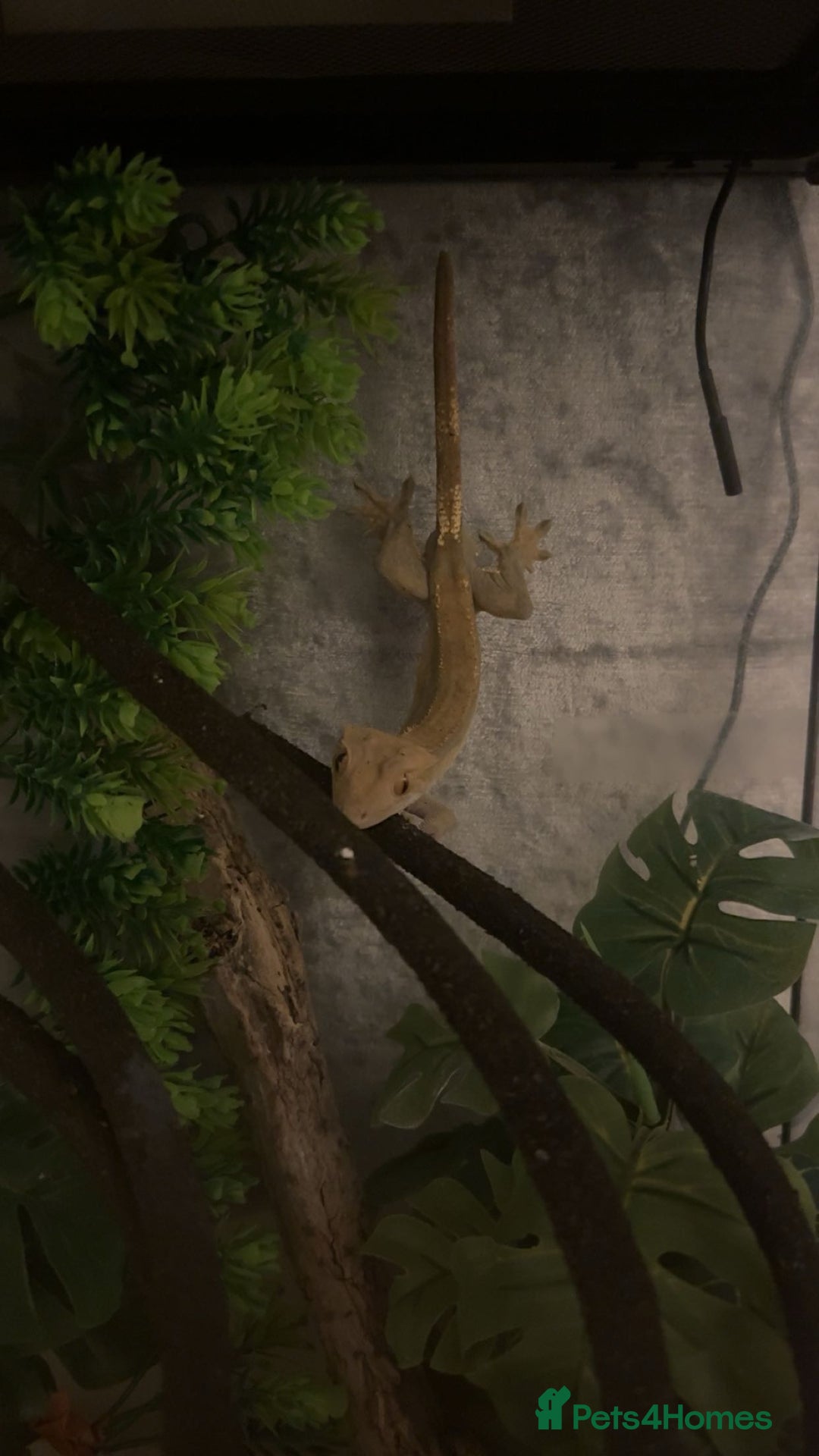 Gecko reptiles for sale: Crested gecko with enclosure  - Image 6