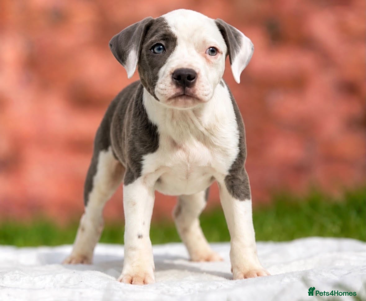 Staffordshire Bull Terrier dogs Top quality pedigree staff puppies  - Advert 2
