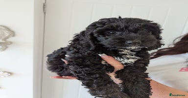 Cockapoo dogs - Advert 2