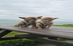Chihuahua dogs for sale: EXCELLENT BLOODLINE SMOOTHCOAT CHIHUAHUA PUPPIES - Image 2