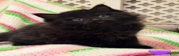 Mixed Breed cats for sale: 💖 MAINE COON X RAGDOLL *PARENTS HEALTH TESTED* 💖 - Advert 10
