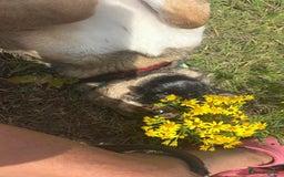 Mixed Breed dogs for adoption: Bella - Norwich Norfolk  - Image 5
