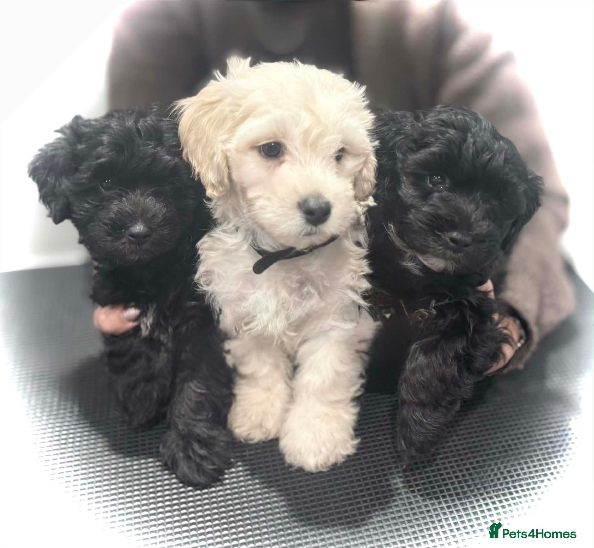 Maltipoo dogs 🐾 Gorgeous Maltipoo Puppies 🐾 - Advert 2