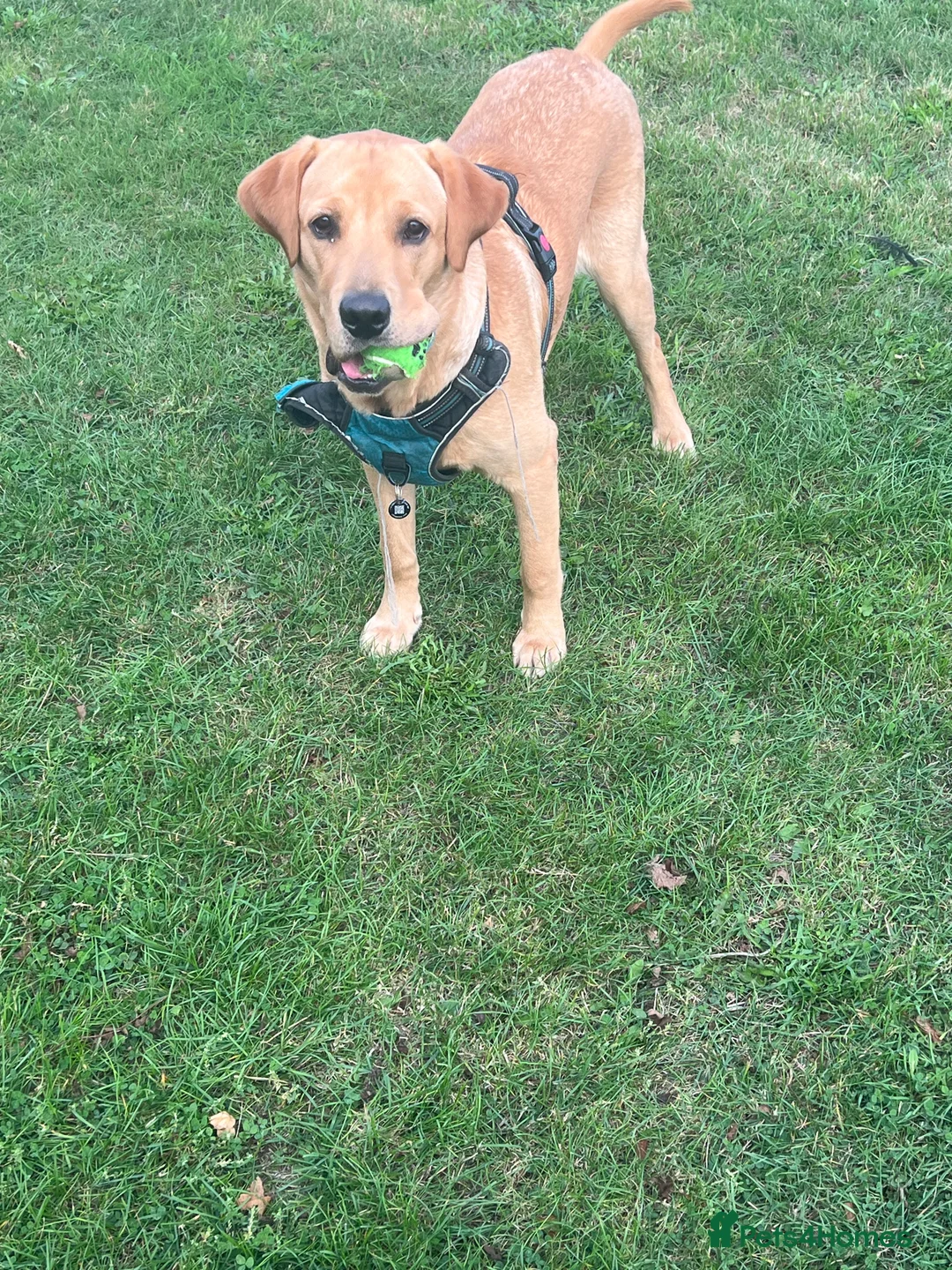 Labrador Retriever dogs for stud: Lucerys Targaryen Lee in Orpington - Advert 3