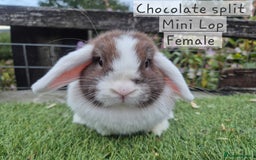 Mini Lop rabbits for sale: Various Adult  Mini Lop Female  - Image 7