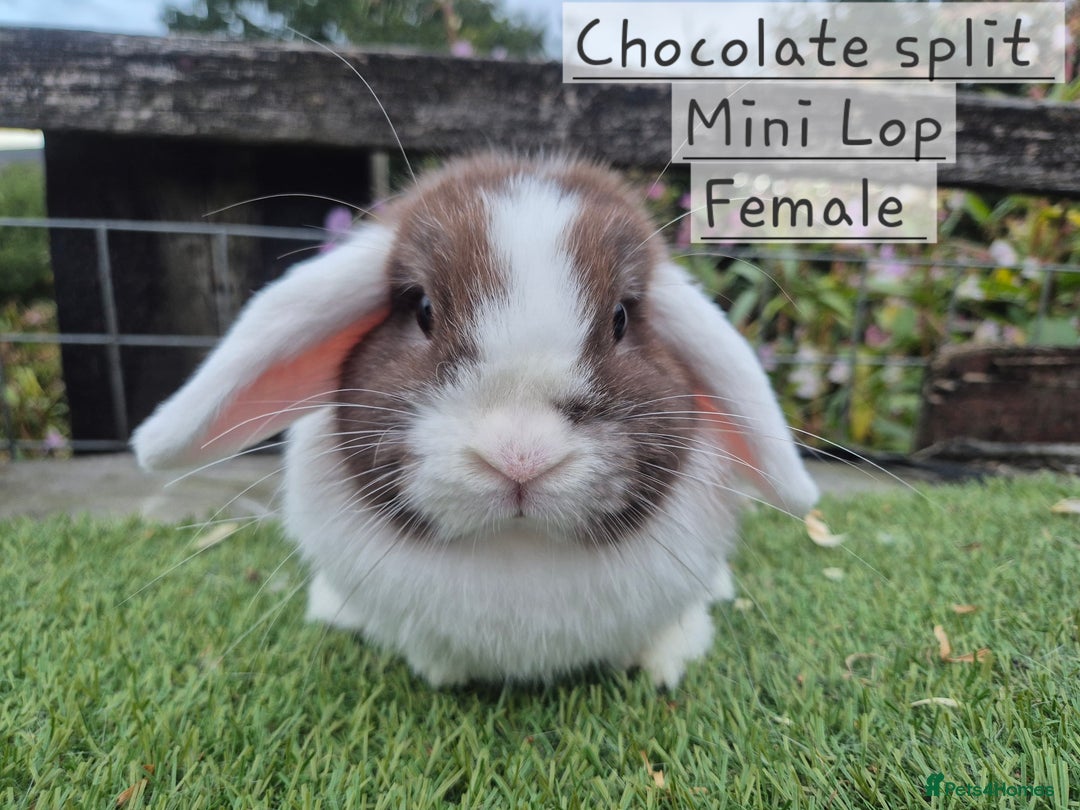 Mini Lop rabbits for sale: Various Adult  Mini Lop Female  - Image 7