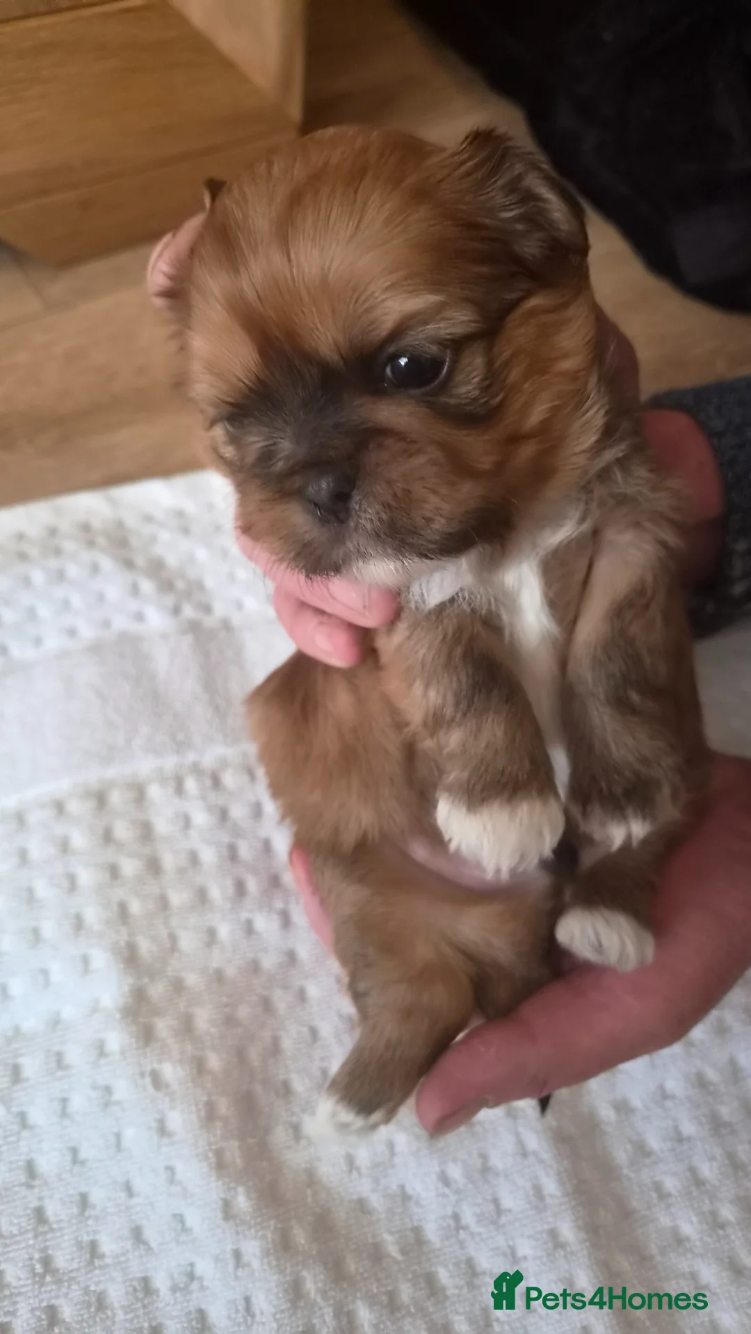 Shih Tzu dogs for sale: 4 SHIH TZU PUPPIES FOR SALE  in Grimsby - Advert 6