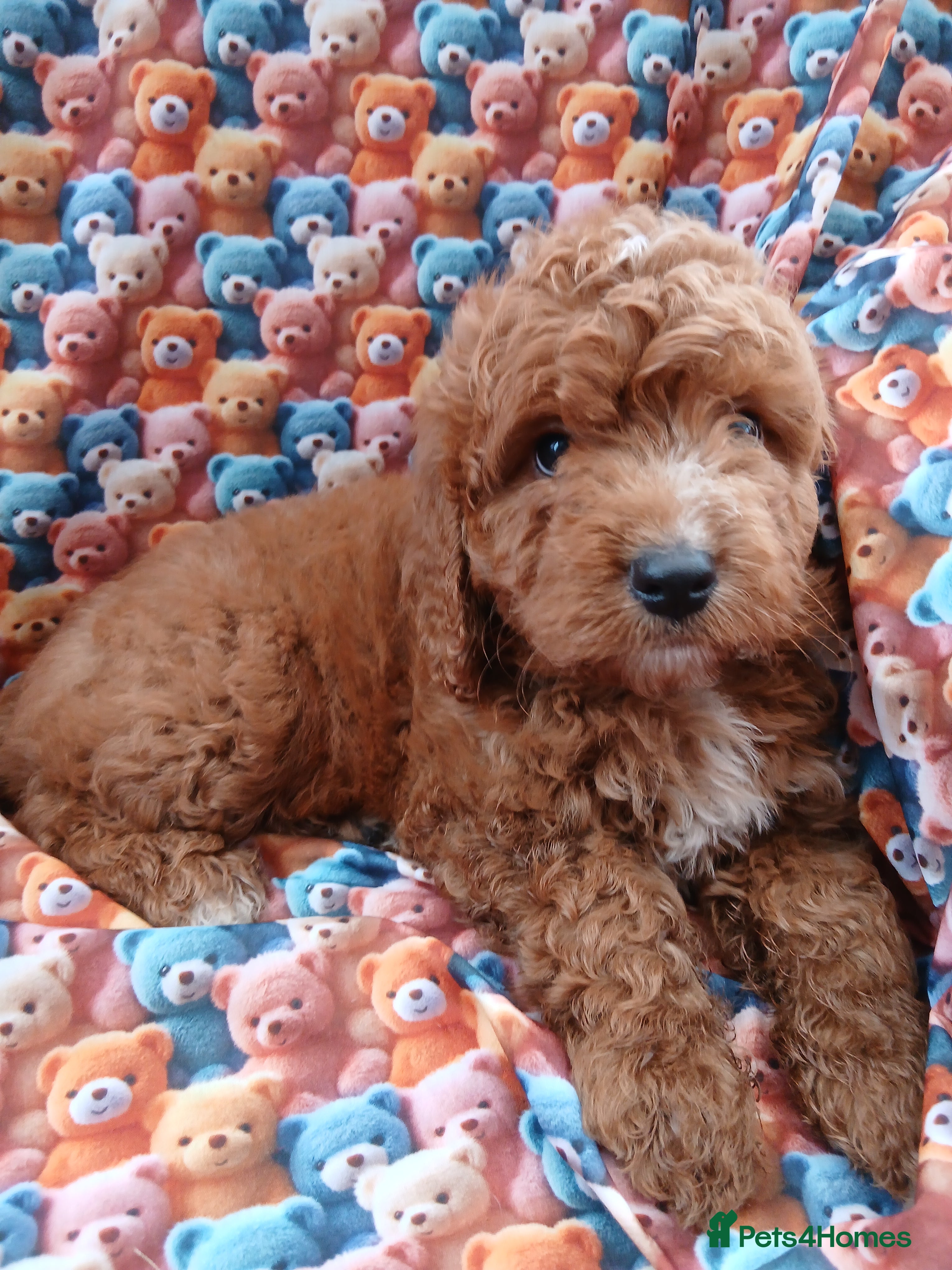 Cockapoo dogs Cockapoo Puppies PRA Clear - Advert 18