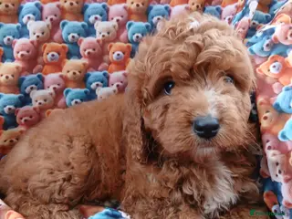 Cockapoo dogs Cockapoo Puppies PRA Clear - Advert 18