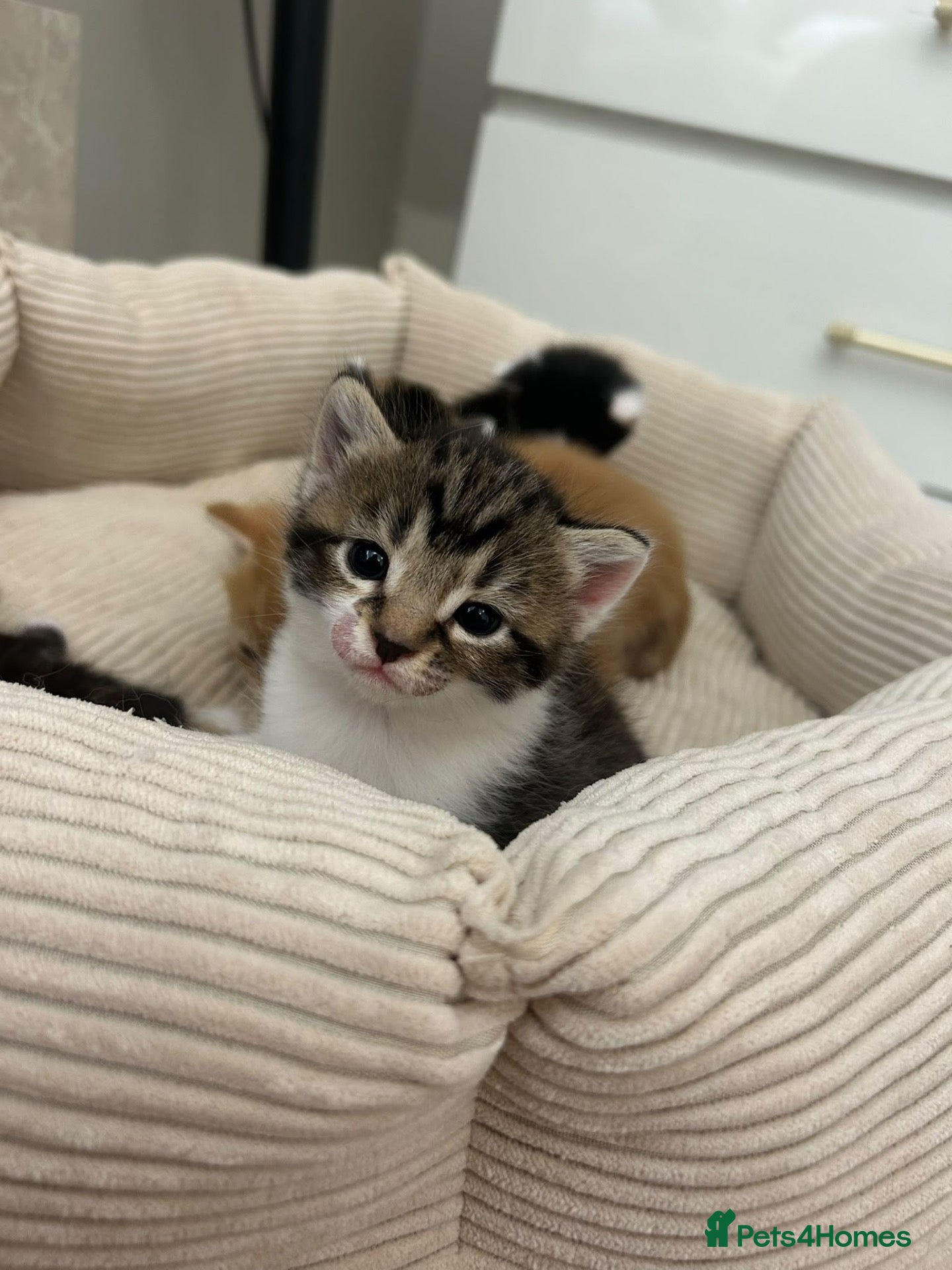 Mixed Breed cats Beautiful Maine Coon × Ragdoll Mix Kittens - Advert 1