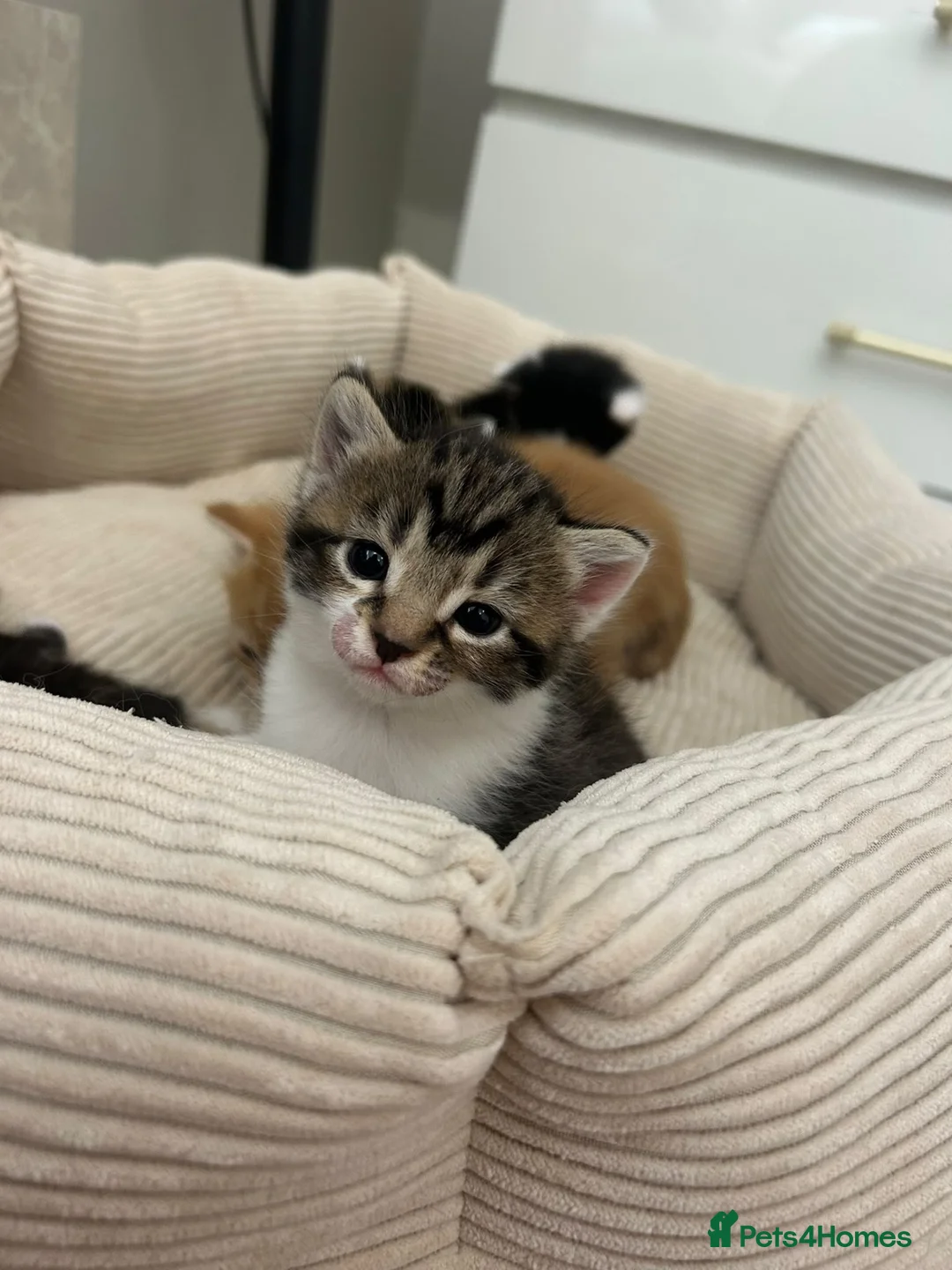 Mixed Breed cats for sale: Beautiful Maine Coon × Ragdoll Mix Kittens - Advert 1