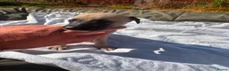 Lurcher dogs for sale: LURCHER PUPPIES  - Advert 3