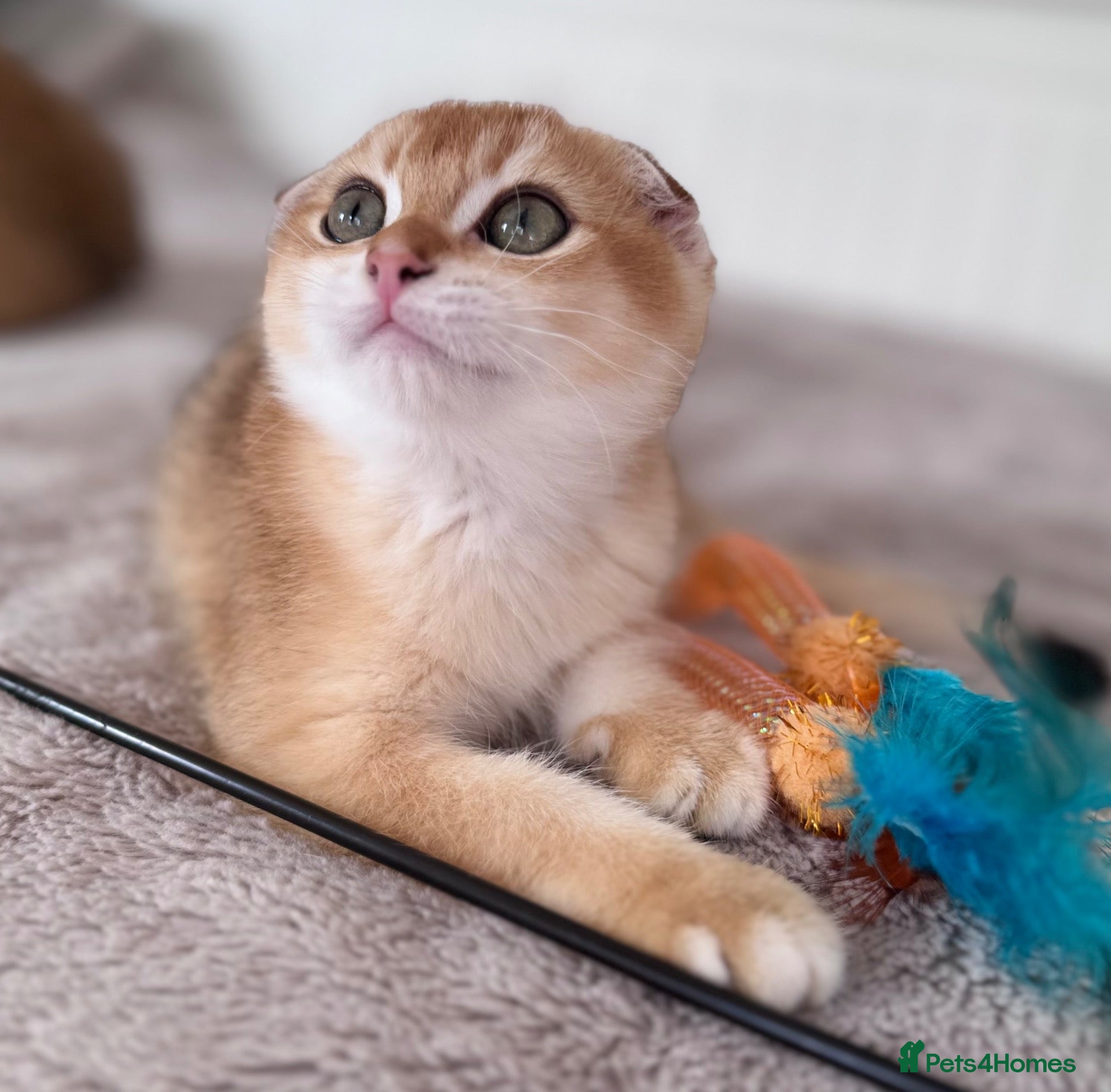 Scottish Fold cats  ✨ Scottish Fold Boy Available 🐾Ready Now 🐾 - Advert 1