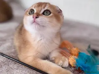 Scottish Fold cats ✨ Scottish Fold Boy Available 🐾Ready Now 🐾 - Advert 2