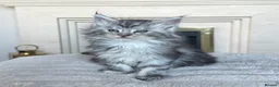 Maine Coon cats for sale: Maine coon kittens  - Advert 17