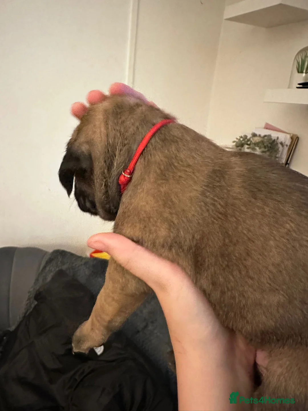 Cane Corso dogs for sale: Ready to go Thursday 2boys 1girl cane Corso pups - Advert 28