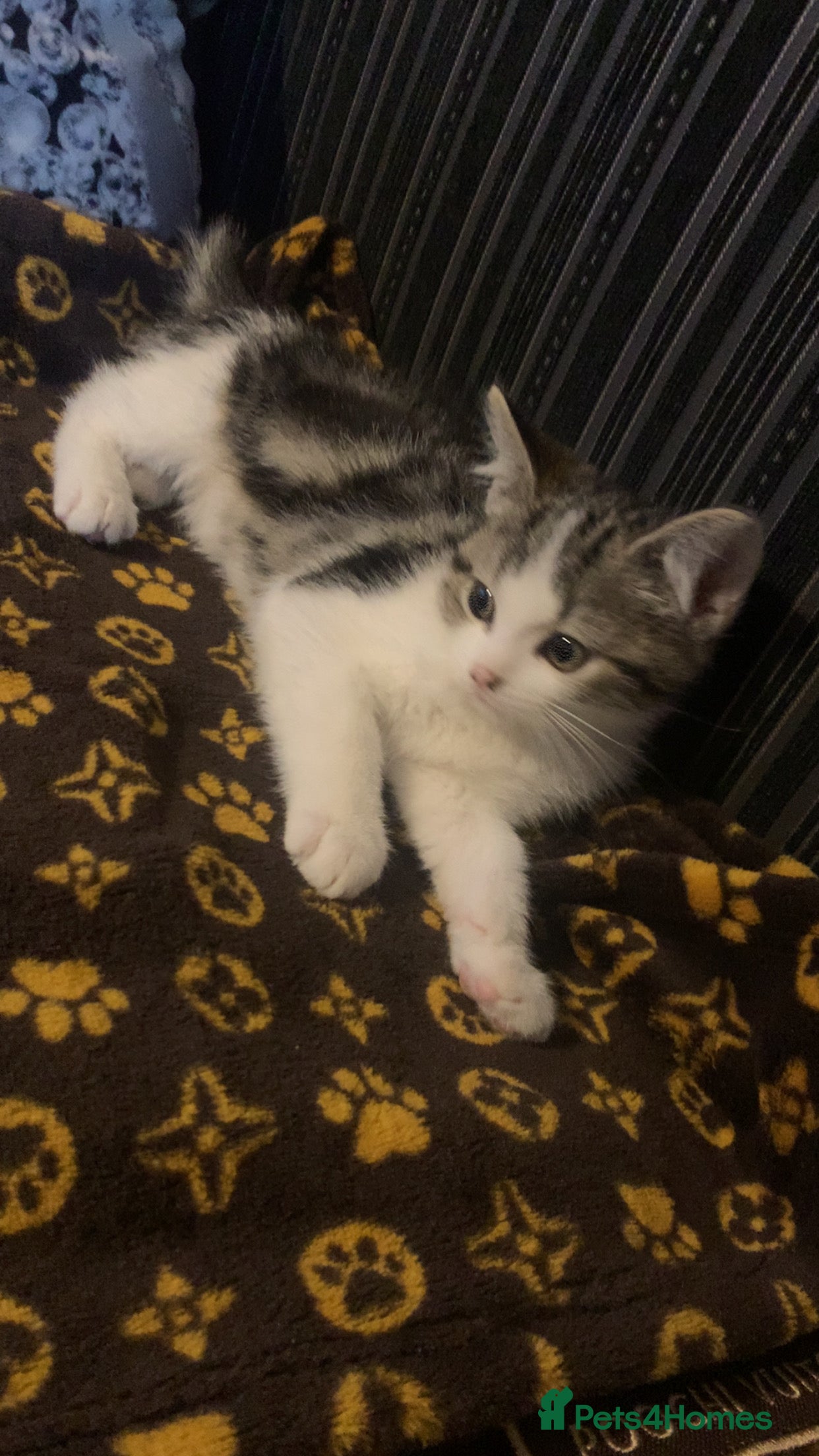 Mixed Breed cats Beautiful kitten for sale  - Advert 2