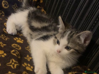 Mixed Breed cats Beautiful kitten for sale - Advert 2