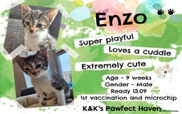 Domestic Shorthair cats for sale: Kittens and cats for adoption.  - Image 1
