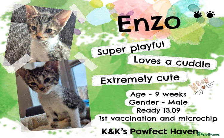 Domestic Shorthair cats for sale - Advert 1