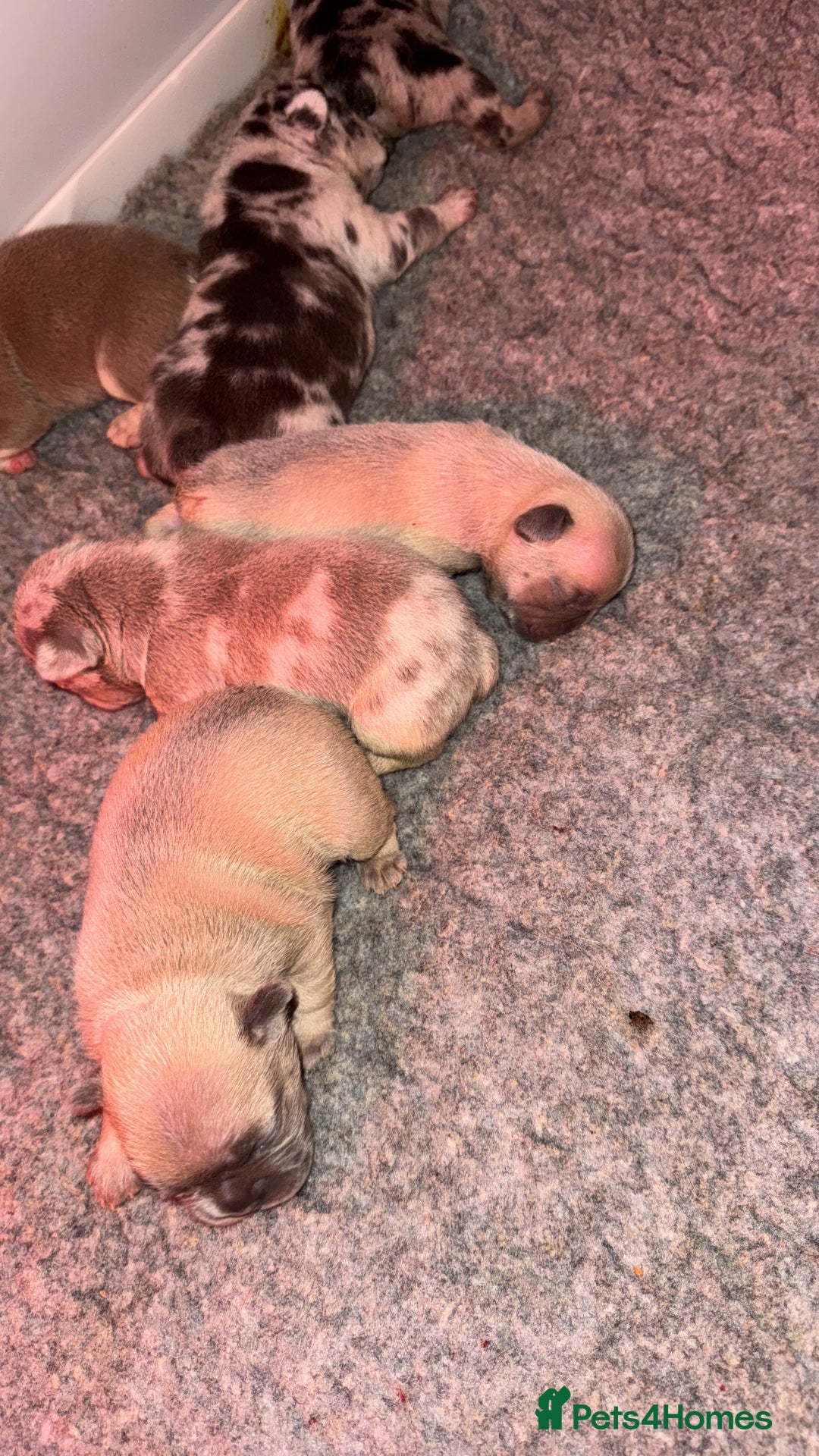 French Bulldog dogs for sale: French Bulldog Puppies  - Advert 4