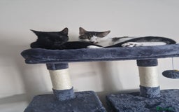 British Shorthair cats for sale: 2 cats needing a new home  - Image 2
