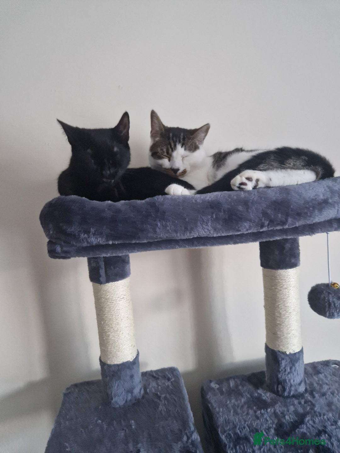 British Shorthair cats for sale: 2 cats needing a new home  - Image 2