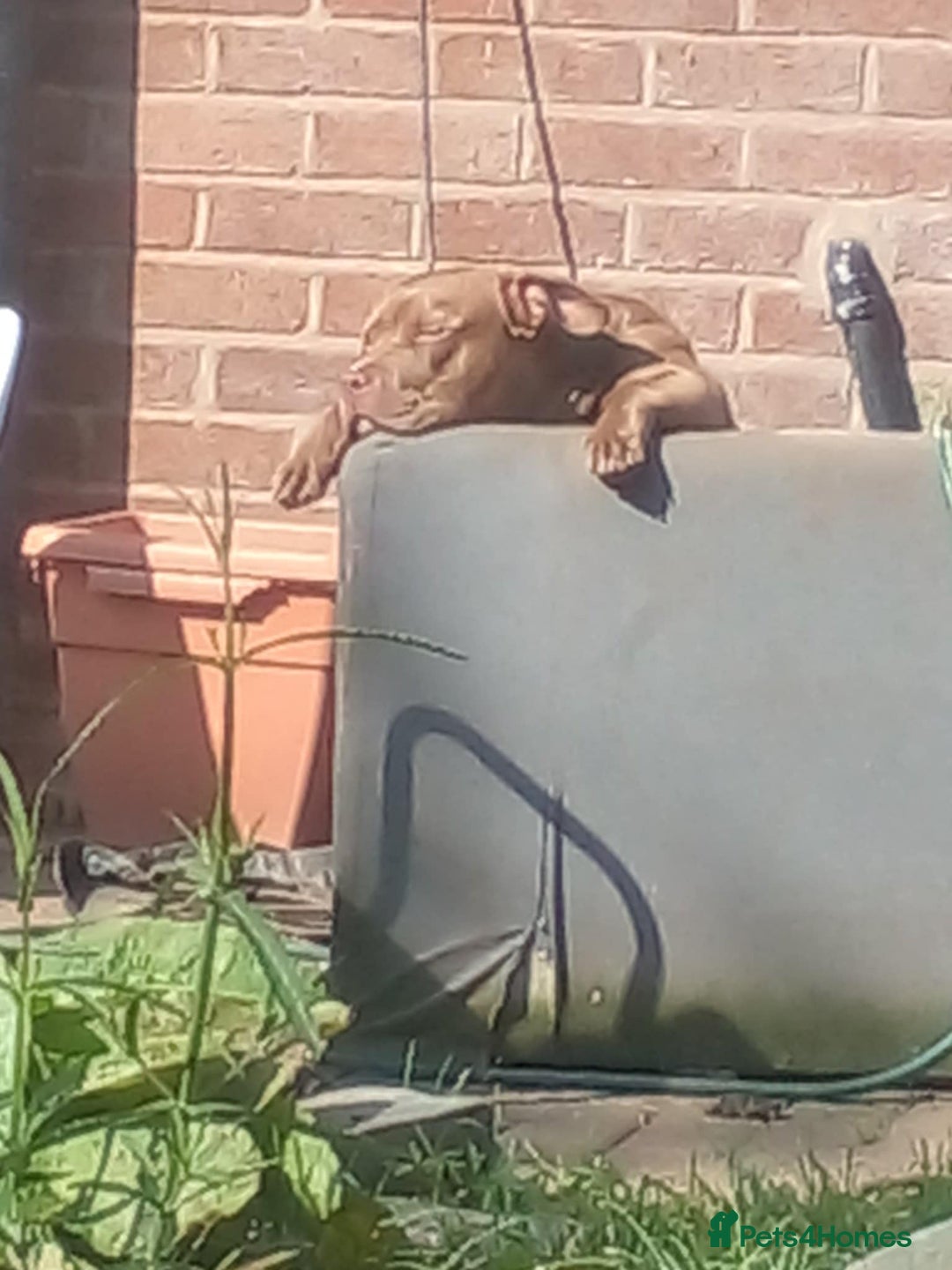 American Bully dogs for sale: Abkc pocket bully bitch  - Advert 13