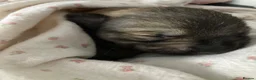 Shepsky dogs for sale: Shepsky puppies  - Advert 11