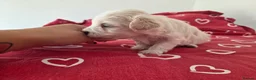 Maltipoo dogs for sale: Puppy maltipoo  in Doncaster - Advert 5