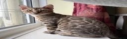 Bengal cats for sale: Snow Sepia 💙 TICA Pedigree 🐆 Bengal Kitten  in Deal - Advert 1