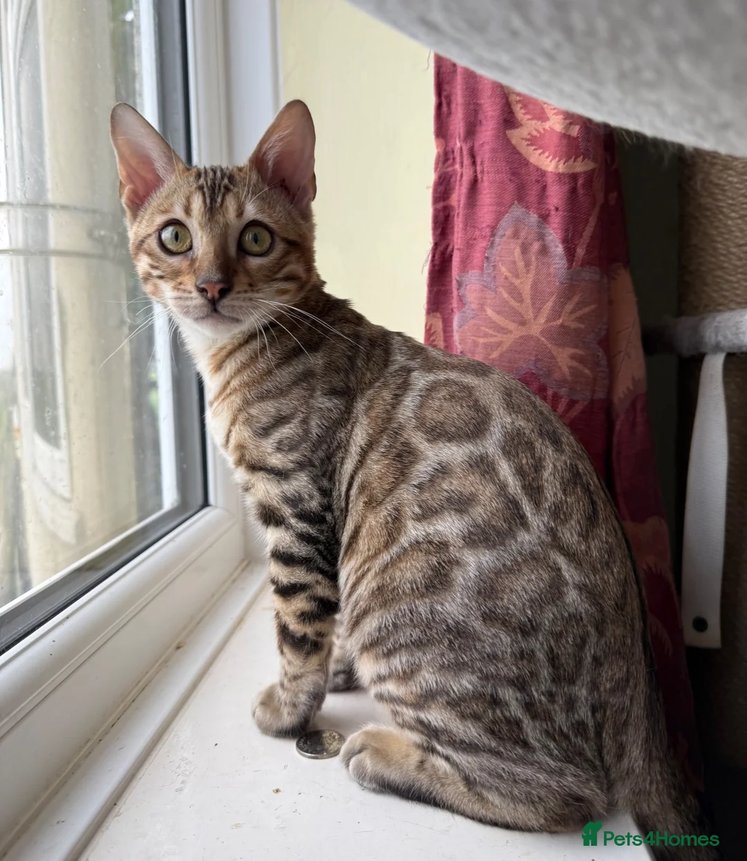 Bengal cats for sale: Snow Sepia 💙 TICA Pedigree 🐆 Bengal Kitten  in Deal - Advert 1