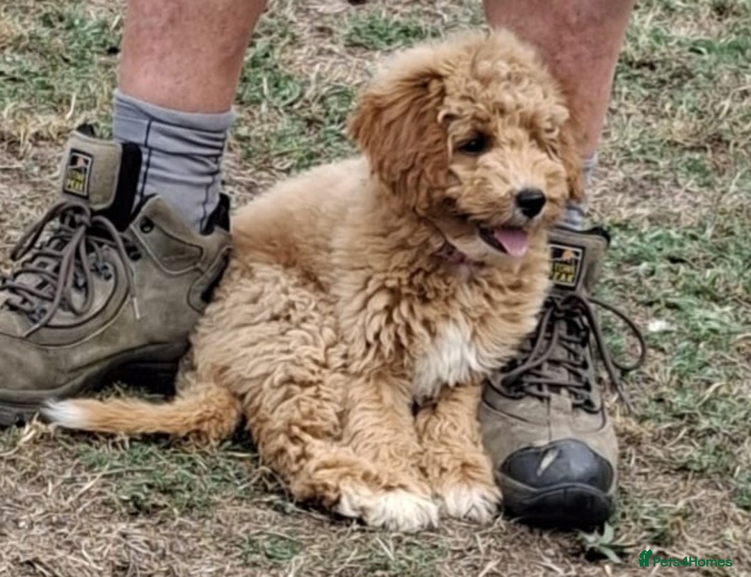 Cavapoo dogs for sale: Cavapoo puppies  - Image 18