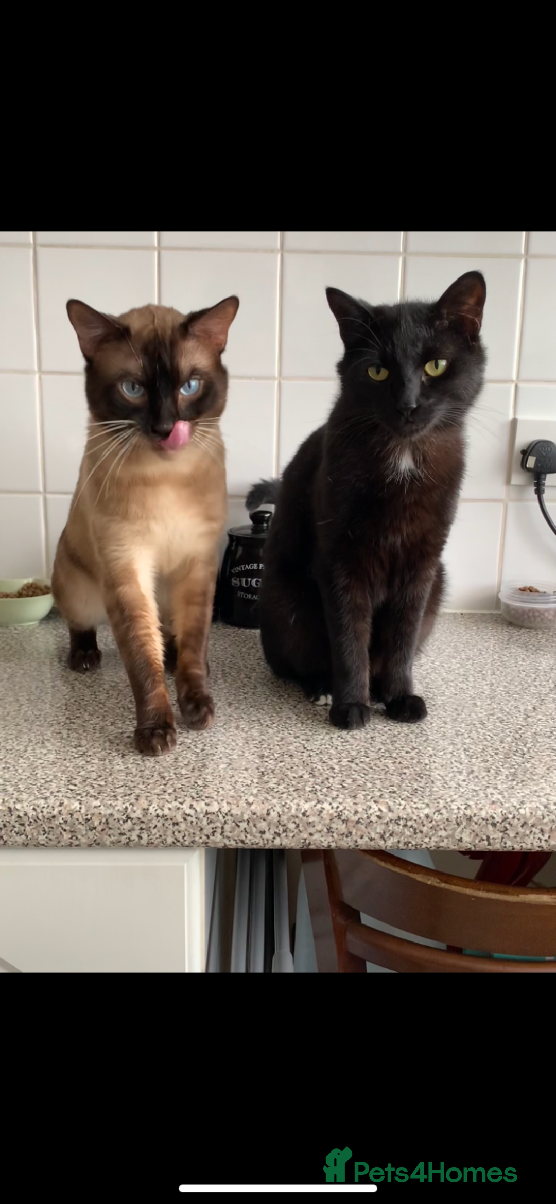 Bengal cats for sale: 2 year old cat - Image 3