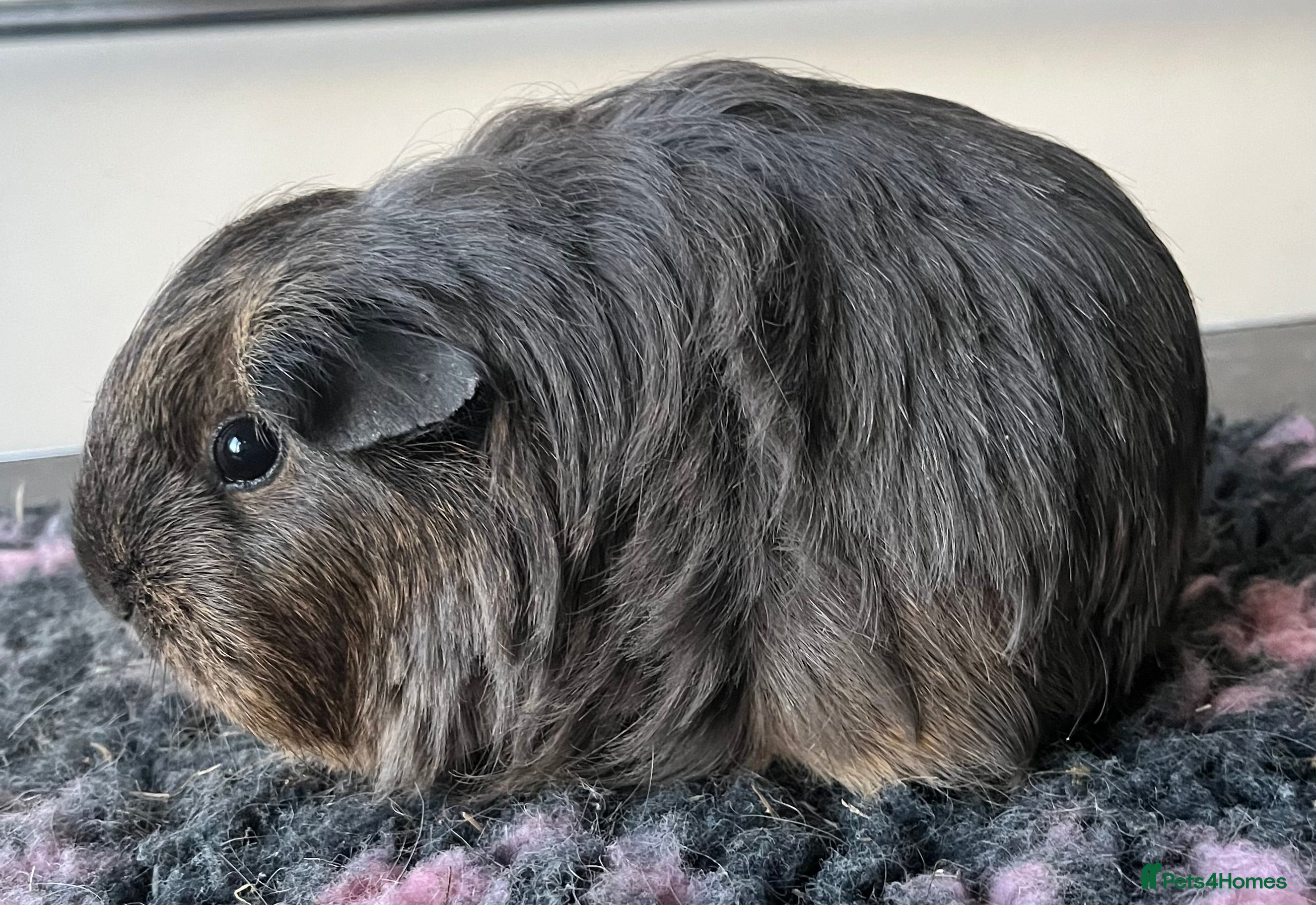 Guinea Pig rodents Female guinea pigs.  - Advert 2
