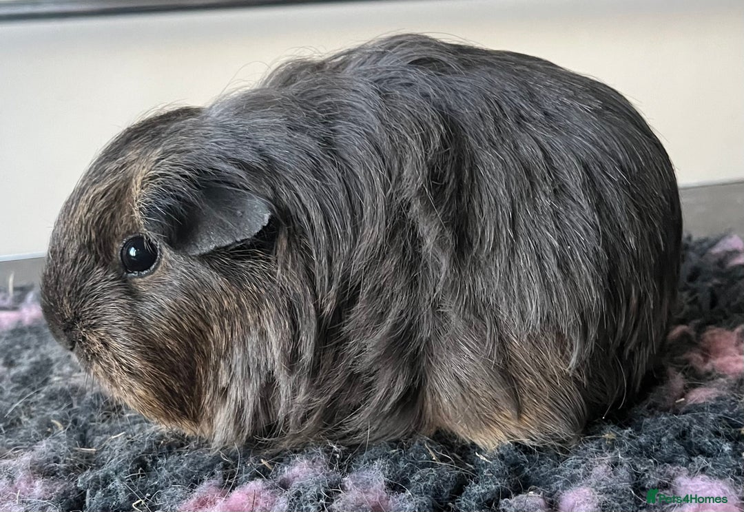 Guinea Pig rodents for sale: Female guinea pigs - Advert 11