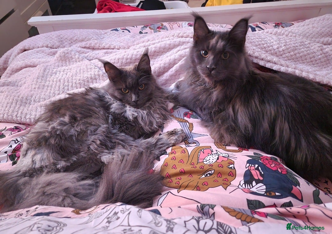 Maine Coon cats for sale: 2x maine coons - Advert 1