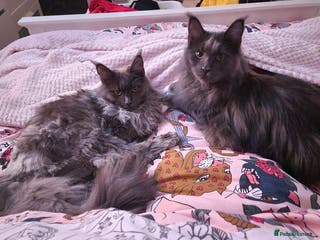 Maine Coon cats 2x maine coons - Advert 3