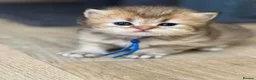 British Longhair cats for sale: ⭐️GORGEOUS BRITISH LONGHAIR KITTENS ⭐️ - Advert 6