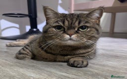 British Shorthair cats for sale: British Shorthair + accessories READ DESCRIPTION  - Image 3