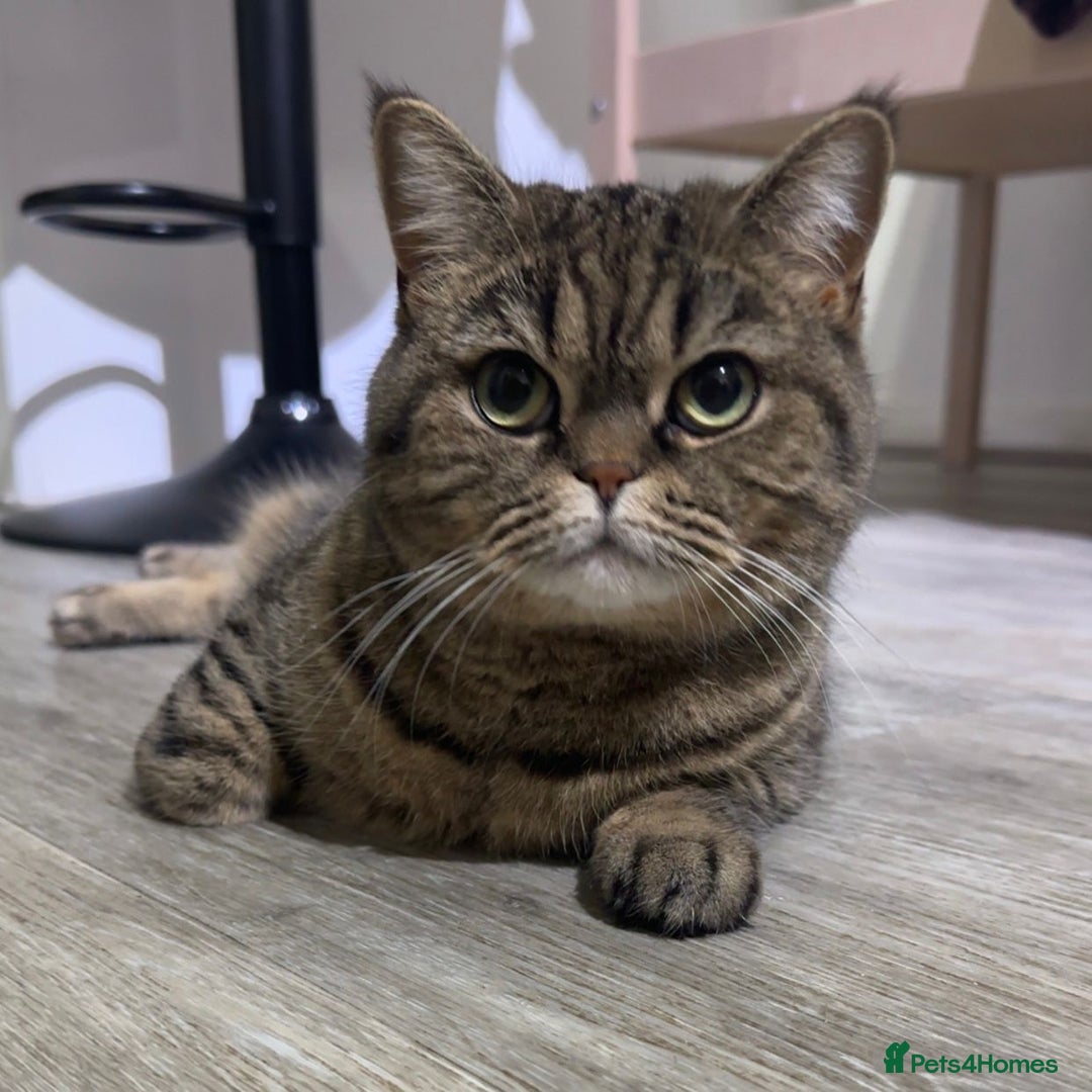 British Shorthair cats for sale: British Shorthair + accessories READ DESCRIPTION  - Image 3