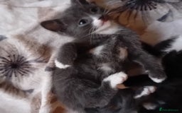 Mixed Breed cats for sale: 3 beautiful kittens looking for their forever home - Image 1