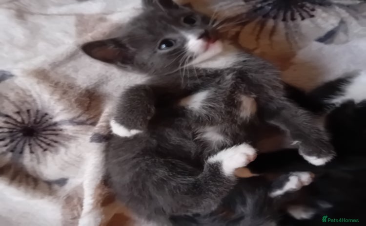 Mixed Breed cats - Advert 7